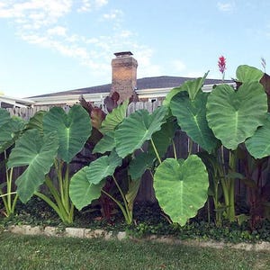 Bulbos de oreja de elefante gigantes - Bulbo vivo extragrande - Tamaños más grandes Planta tropical Hoja verde [XL/GIGANTE] - Cantidad limitada -