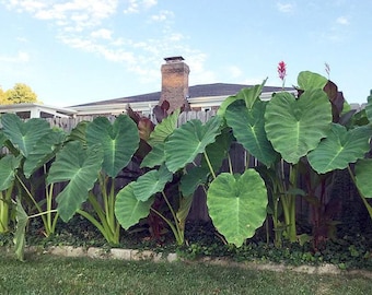 Jumbo Elephant Ear Bulbs - Live Bulb Extra Large - Biggest Sizes Tropical Plant Green Leaf [XL/GIANT] -Limited quantity-