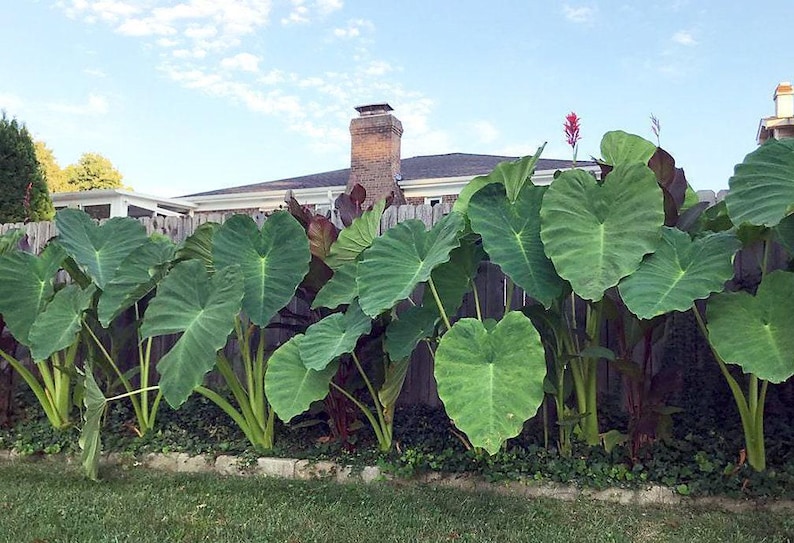 Jumbo-oorbellen olifant - levende bol extra groot - grootste maten tropische plant groen blad [XL/GIANT] -Beperkte hoeveelheid- afbeelding 1