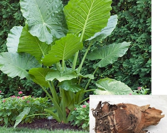 Alocasia Portora 'Upright Elephant Ear' *1 Lg Live Bulb* (aka Portodora, Portadora, Portidora) Large Green Leaf / Tropical Perennial Plant