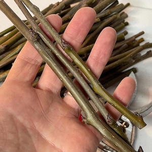 以下が含まれることがあります： 緑と茶色の色合いの、切りたての細い木の枝のコレクション。枝は手で持たれており、背景には剪定ばさみが見えます。枝には小さな芽があります。