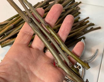 3er Pack Edelholz zum Pfropfen - Birne Obstbaum-Schnitt: (Anjou, Bartlett, Potomac, Asiatische Birne)