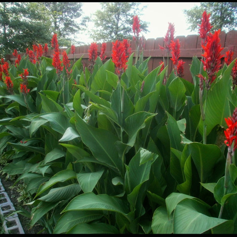 Canna Lily Bulbs Lg XL Extra Large Exotic Tropical Plant Can get up to 6ft tall w. Red Flowers cana seed live bulb rhizome the president image 6