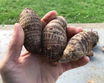 Paquete de 3 bulbos de oreja de elefante (Colocasia esculenta)