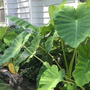 Elephant Ear Bulb - Large Size (~20) image 2