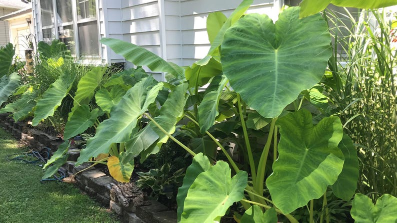 Elephant Ear Bulb - Large Size (~20) image 2