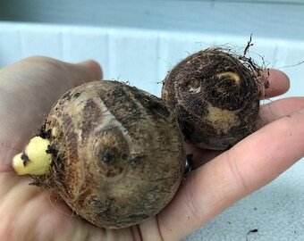 Olifantsoorbol - Colocasia esculenta, zomerbloeiend (klein/middelgroot)