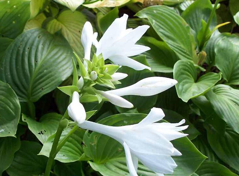 10-Pack Royal Standard Hosta – Green Leaf Bare Root Plant image 3