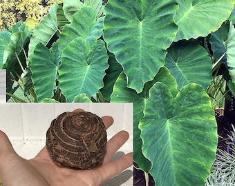 10 Lampadine LIVE Colocasia Esculenta Orecchio Di Elefante - Foto 10