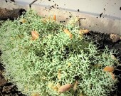 Isopods Moss Live Reindeer moss