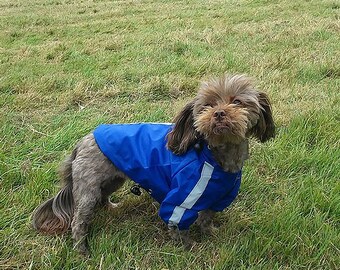 dog clothes store near me