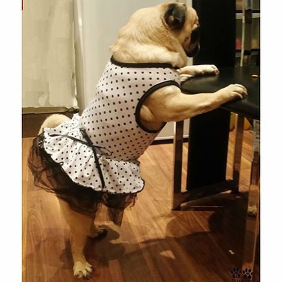London Pug Female Pet Small Medium Dog Clothes Luxury Elegant
