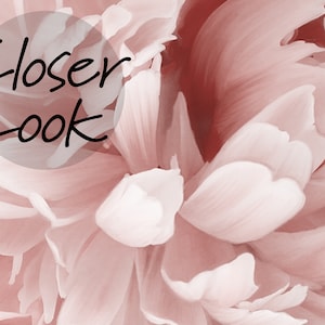Puede incluir: Primer plano de una flor de peon&iacute;a rosa suave con p&eacute;talos delicados. La imagen tiene el texto "Closer Look" superpuesto.