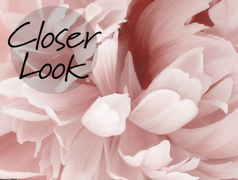 Puede incluir: Primer plano de una flor de peon&iacute;a rosa suave con p&eacute;talos delicados. La imagen tiene el texto "Closer Look" superpuesto.