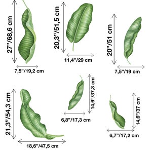 May include: Five watercolour illustrations of green banana leaves with measurements in inches and centimetres. The leaves are arranged in a grid pattern.