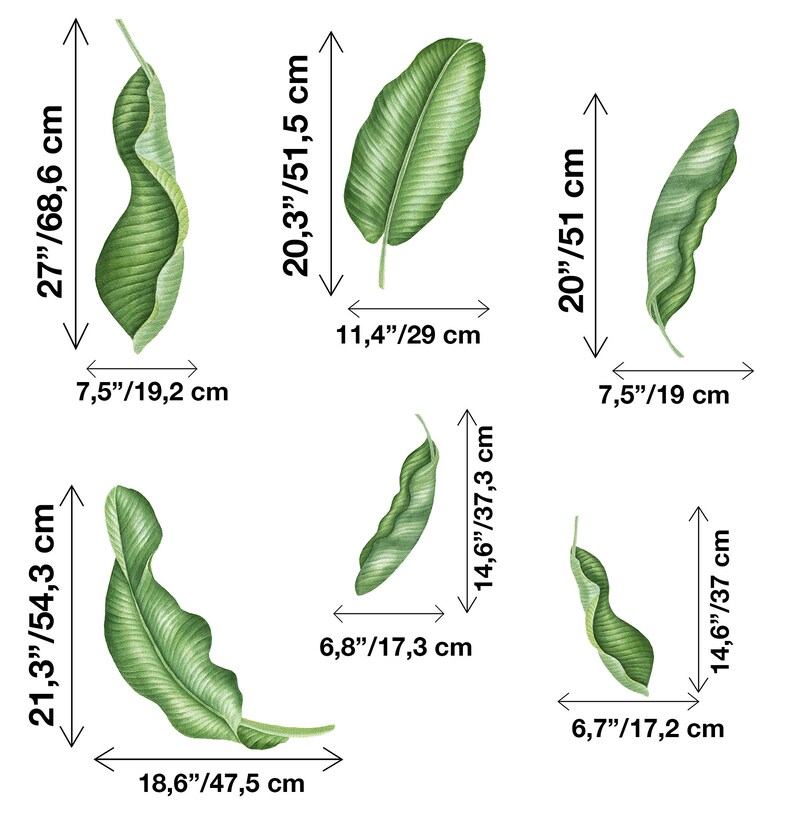 May include: Five watercolour illustrations of green banana leaves with measurements in inches and centimetres. The leaves are arranged in a grid pattern.