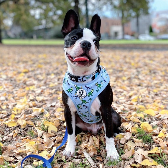 Cute Blue Dinosaur Palm Tree Dog Collar Set Neoprene Adjustable