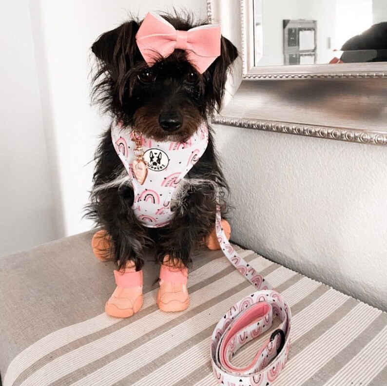May include: A small black dog wearing a pink and white rainbow dog harness with a matching leash. The harness has a small paw print charm.