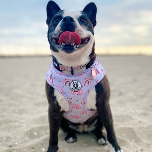 May include: A black and white Boston Terrier dog wearing a light blue dog harness with a pink and white rainbow pattern. The harness has a pink circle with the word "Pupster" in white text. The dog is sitting on a sandy beach and has its tongue sticking out.