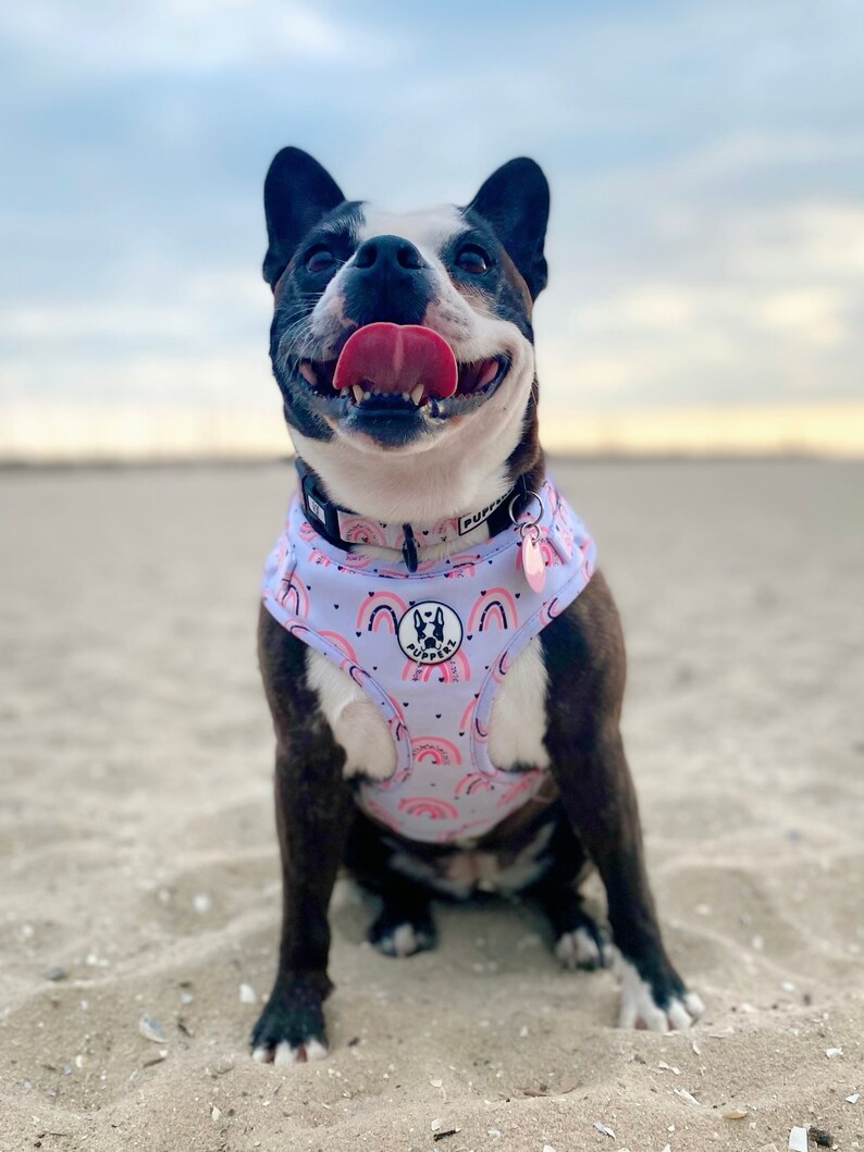 May include: A black and white Boston Terrier dog wearing a light blue dog harness with a pink and white rainbow pattern. The harness has a pink circle with the word "Pupster" in white text. The dog is sitting on a sandy beach and has its tongue sticking out.