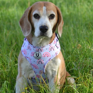 May include: A beagle dog wearing a purple and white dog harness with a rainbow and heart pattern. The harness has the word "PUPPERS" printed on it.