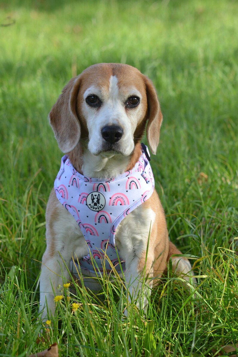 May include: A beagle dog wearing a purple and white dog harness with a rainbow and heart pattern. The harness has the word "PUPPERS" printed on it.