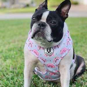 May include: A black and white Boston Terrier dog wearing a light blue and pink dog harness with a rainbow and heart pattern. The harness has a black logo that says "PUPPERZ".