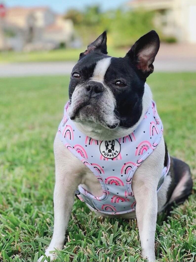 May include: A black and white Boston Terrier dog wearing a light blue and pink dog harness with a rainbow and heart pattern. The harness has a black logo that says "PUPPERZ".