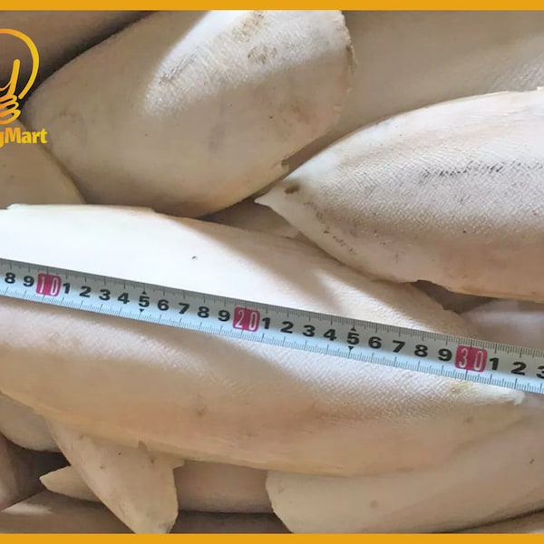 Yingmart 200gr GIANT Cuttlebone for Solid Casting, Sterling Silver, Jewelry making - 23 centimeters up length (whole pcs no crack or broken)