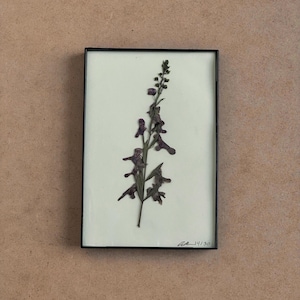 Mini Botanical Specimen Tile 14/30, (pressed flowers, pressed flower art, floral decor, herbarium, specimen plant, wall art