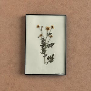 Mini Botanical Specimen Tile 1/30, pressed flower, herbarium, decor