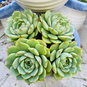 Fully Rooted Echeveria Ben Badis Rare Succulent Imported From - Etsy