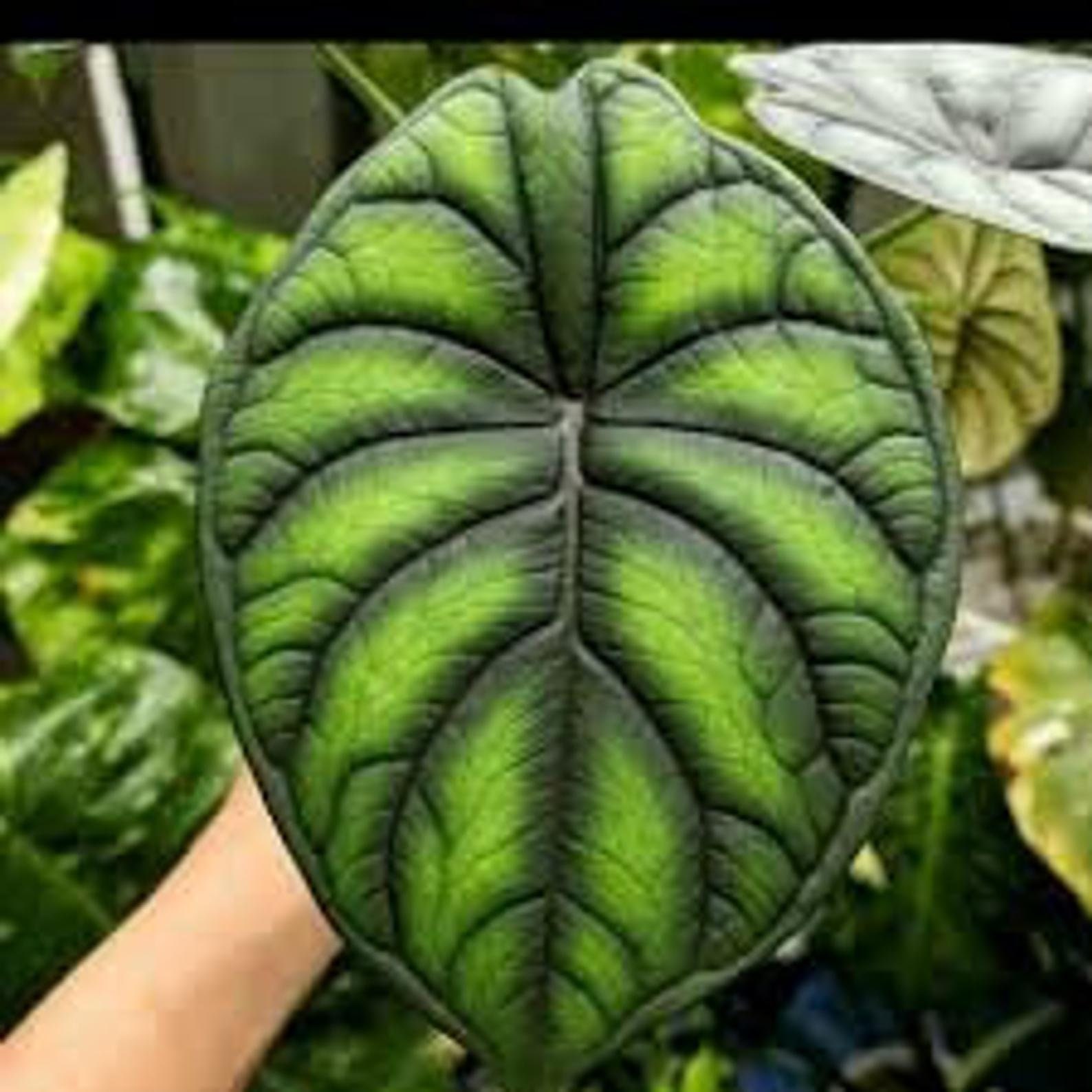 алоказия блэк дракон. драгон алоказия. алоказия дракон скейл. алоказия скайл дракон. алоказия драгон скейл.