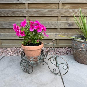 May include: A terracotta flower pot containing vibrant pink petunia flowers sits inside a decorative metal tricycle plant stand. The stand features a weathered green finish with scrollwork details on the wheels and a circular frame for the pot.