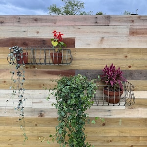 May include: Three metal plant hangers mounted on a wooden wall. The hangers are filled with plants, including a trailing green plant, a red and green plant, and a purple plant.