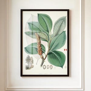 Magnolia vintage botanische print | Grote millenniumkunst | Magnoliaposter voor boerderij of moderne inrichting