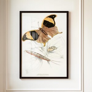 Butterfly Art Print and Caterpillar Art Print | Terrarium Wall Art | Nature Wall Decor | Dark Academia Vintage Insect Art