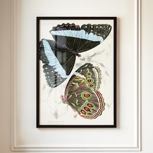 Vintage Butterfly & Moth Wall Art | Dark Academia Botanical Print | Antique Insect Illustration