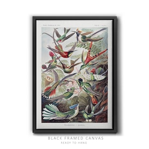 North American Birds Antique-Style Poster| Bird Identification chart | Wilson's American Ornithology | Antique Bird Wall Art