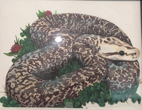 Burmese Python drawing | Etsy