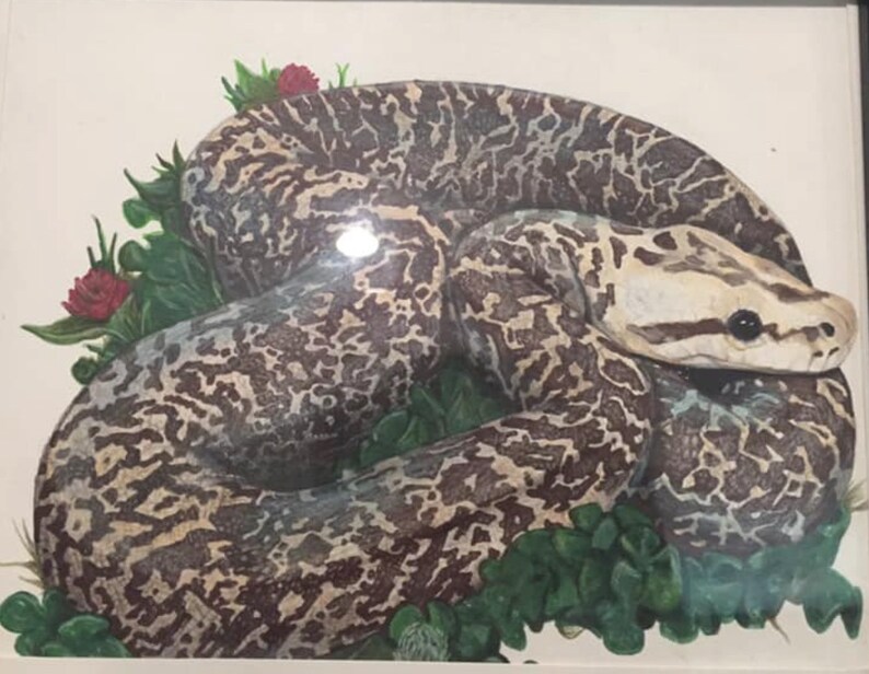 Burmese Python Drawing Etsy