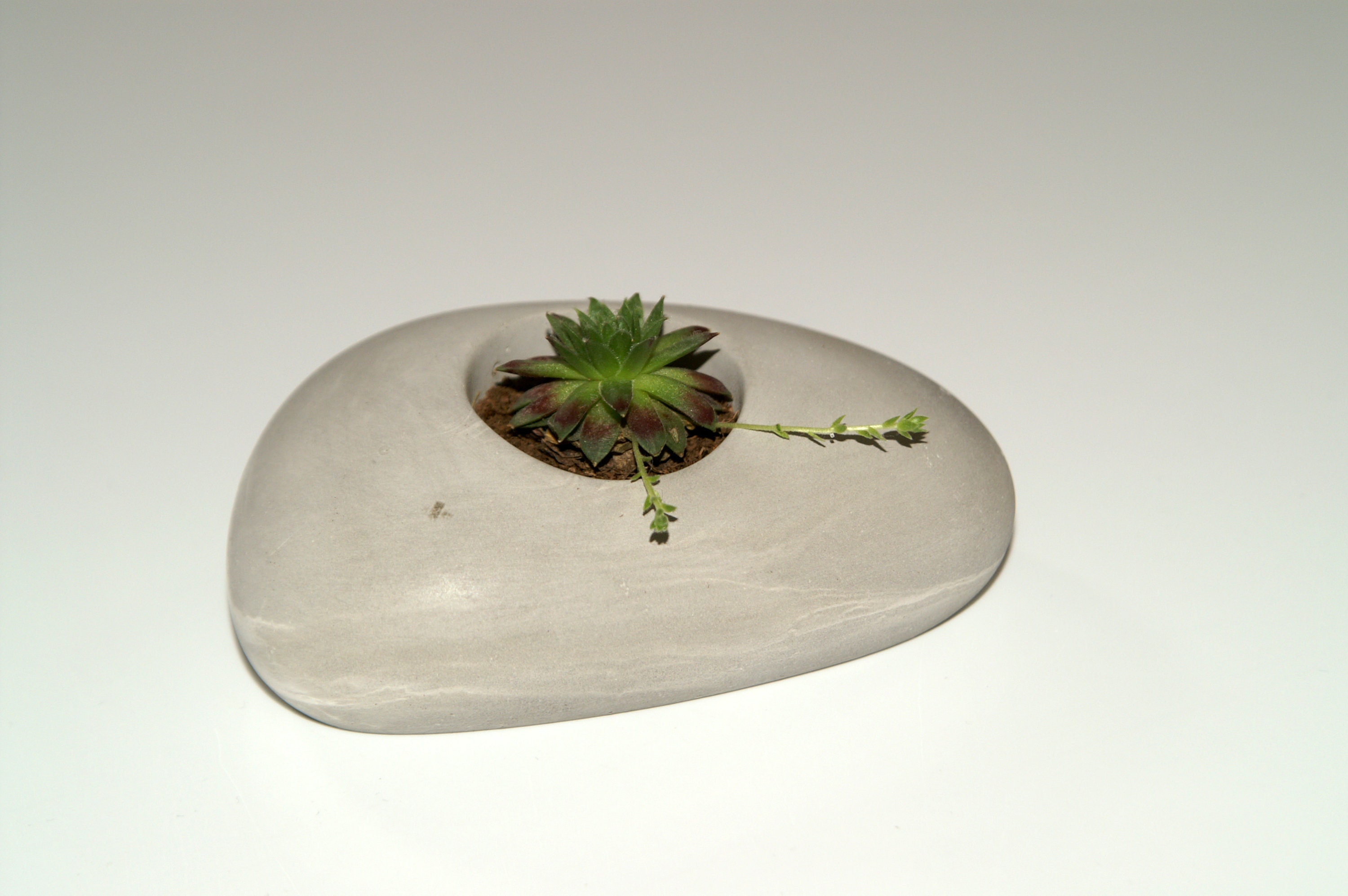 Galet Pour Succulente en Béton Brut