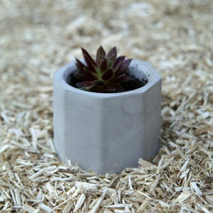Peut inclure: Petit pot en béton gris géométrique avec une plante succulente. La plante succulente a des feuilles rouge foncé et vertes. Le pot est posé sur un lit de copeaux de bois.