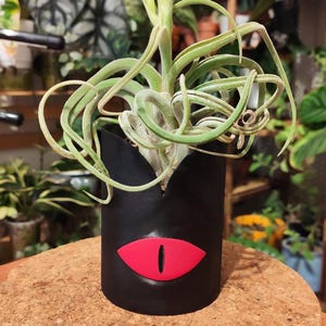 Puede incluir: Una planta de aire verde en una maceta negra con un gráfico de ojo rojo. La maceta está sobre un posavasos de corcho.