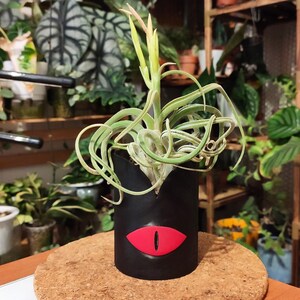 Op de afbeelding: Een groene luchtplant in een zwarte pot met een rood oogontwerp. De pot staat op een bruin oppervlak.