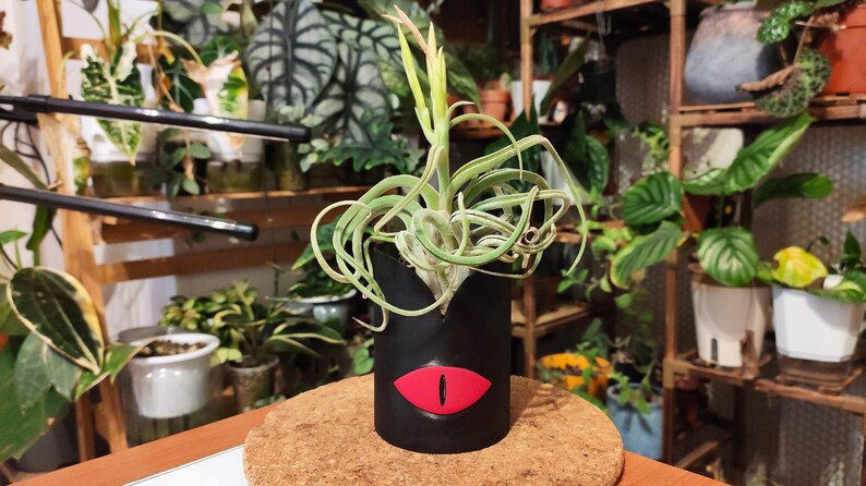 Op de afbeelding: Een groene luchtplant in een zwarte pot met een rood oogontwerp. De pot staat op een bruin oppervlak.