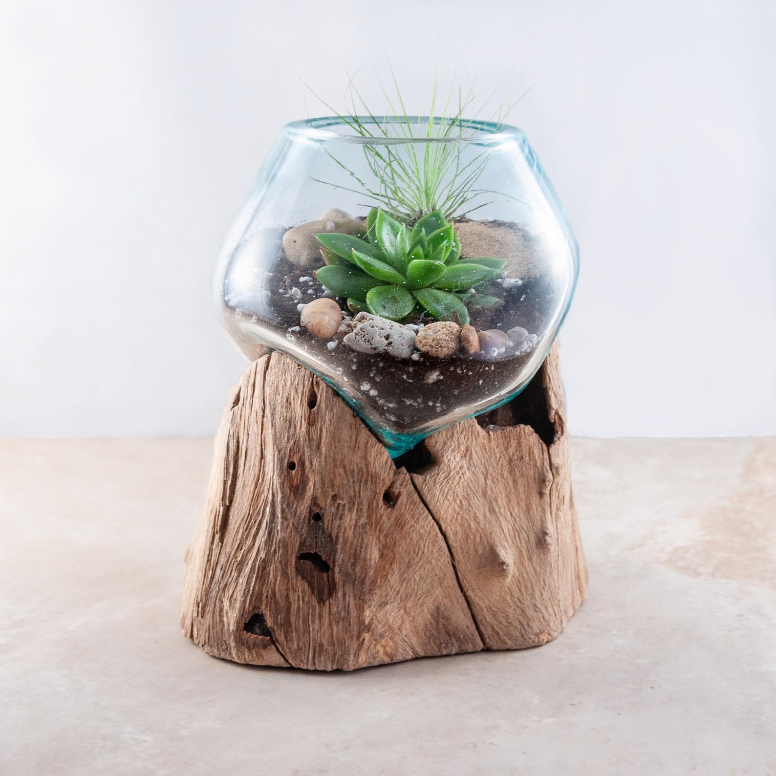 DIY Kit Driftwood Terrarium 1 Succulent or Cactus and choice Etsy