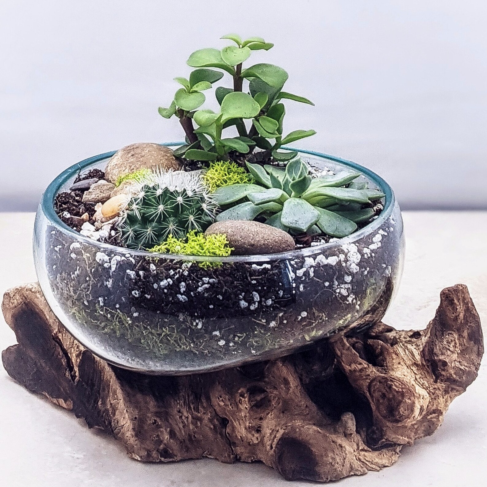 DIY Kit Driftwood Terrarium WITHOUT PLANTS Potting mix Etsy