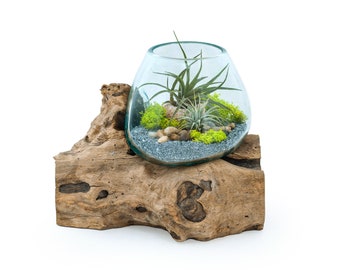 Molten Glass Driftwood Terrarium DIY Kit (Large Tall) • 2 Air plants, Pebbles, Gravel and Urchin Included • Choice of 8 Reindeer moss colour