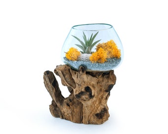 Molten Glass Driftwood Terrarium (Small) • 1 Air plant, Urchin, and Gravel Included • Choice of 8 Reindeer moss colours